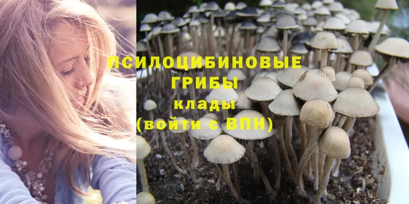 Галлюциногенные грибы Psilocybe  купить  цена  Оленегорск 